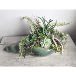 Csiga kagyló pozsgás