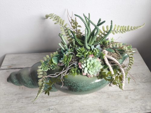 Csiga kagyló pozsgás