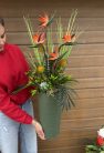 Egzotic Strelitzia