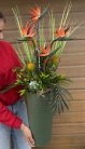 Egzotic Strelitzia