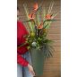 Egzotic Strelitzia