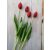 Gumi tulipán piros